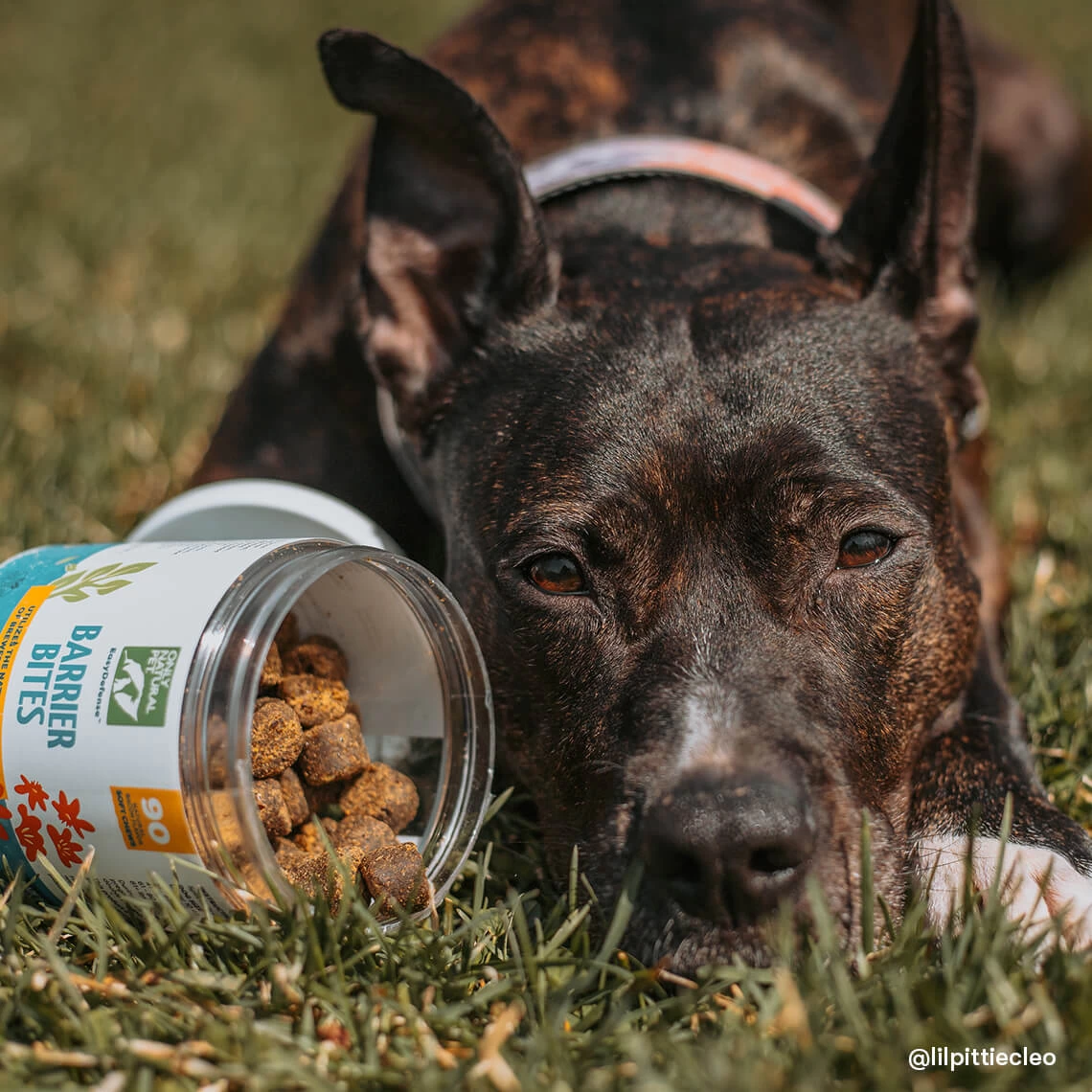 Only Natural Pet EasyDefense Barrier Bites Soft Flea Chews For Dogs 13 Only Natural Pet EasyDefense Barrier Bites Soft Flea Chews For Dogs - Image 11