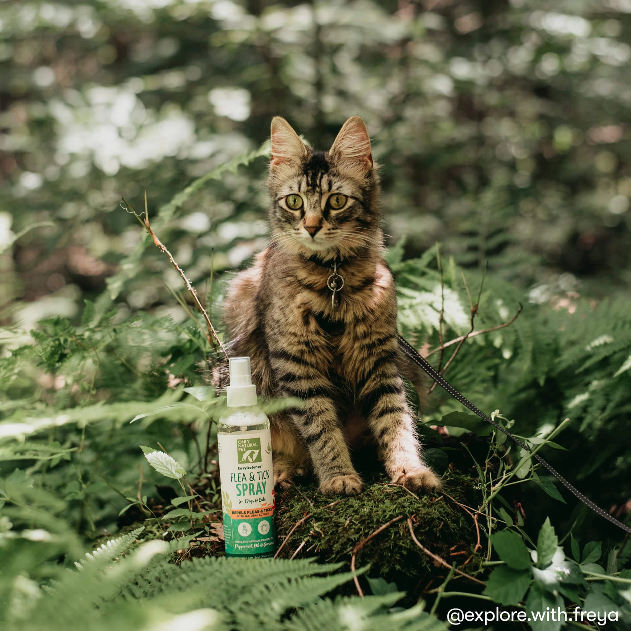 Only Natural Pet EasyDefense Flea & Tick Spray For Dogs & Cats 6 Only Natural Pet EasyDefense Flea & Tick Spray For Dogs & Cats - Image 4