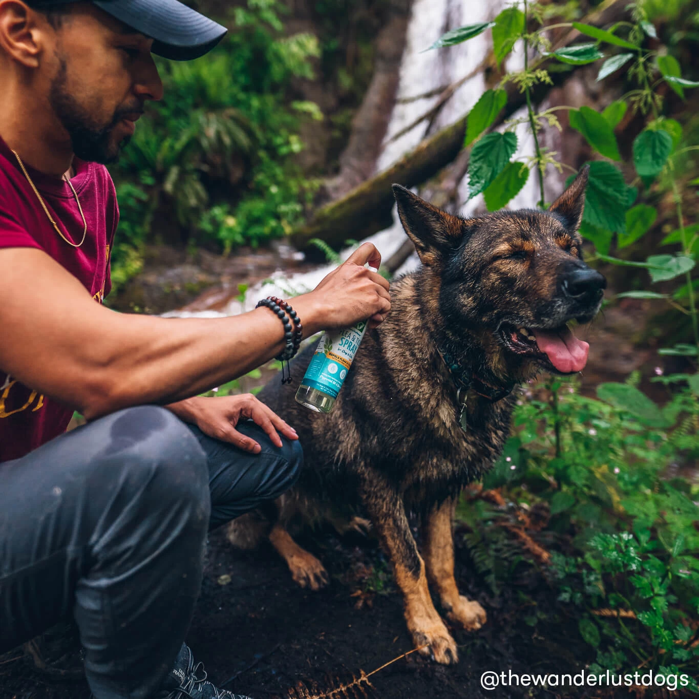 Only Natural Pet EasyDefense Flea & Tick Spray For Dogs & Cats 4 Only Natural Pet EasyDefense Flea & Tick Spray For Dogs & Cats - Image 2