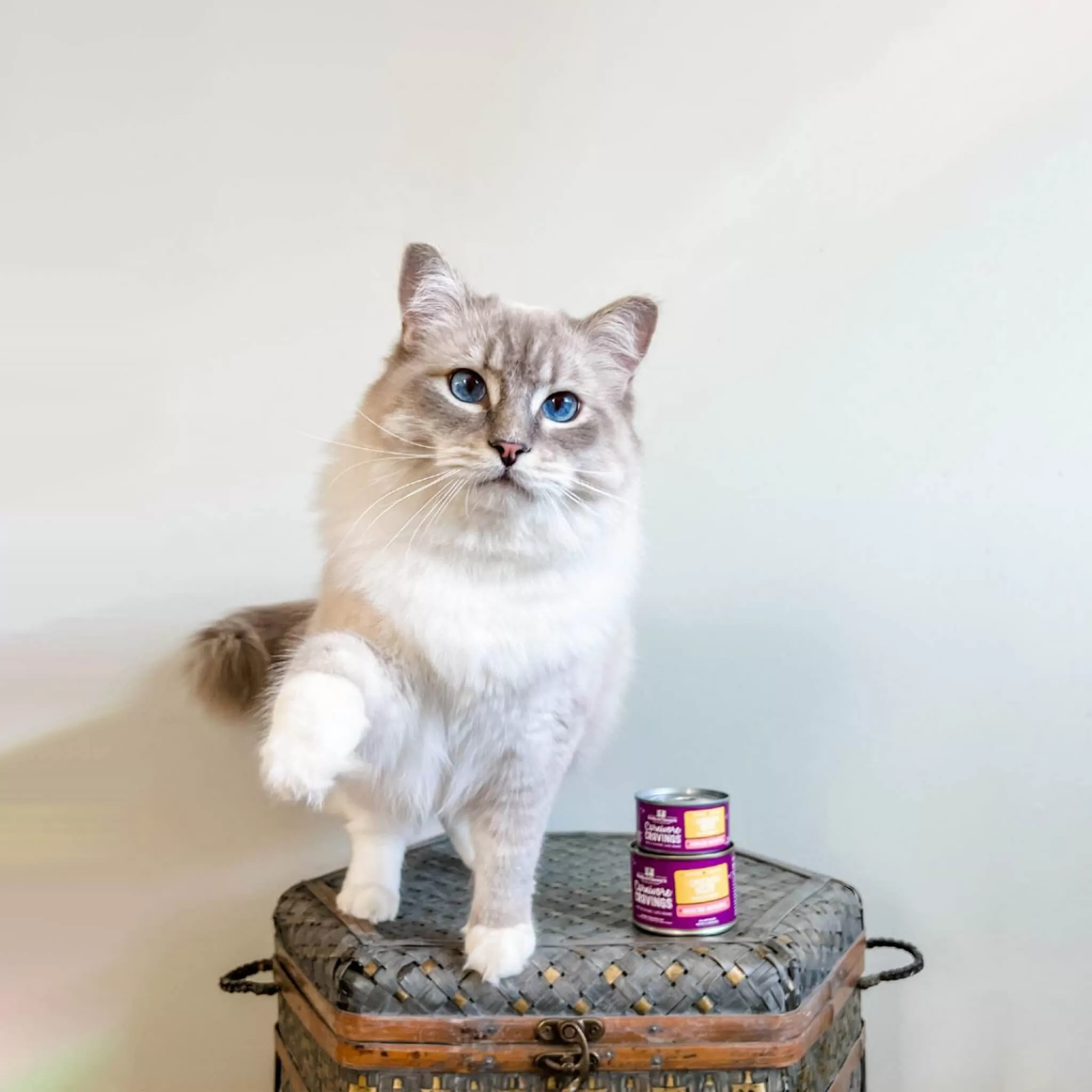 Stella & Chewy's Carnivore Cravings Minced Morsels Chicken Wet Cat Food 7 Stella & Chewy's Carnivore Cravings Minced Morsels Chicken Wet Cat Food - Image 5