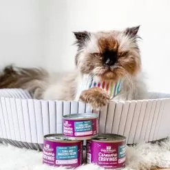 Stella & Chewy's Carnivore Cravings Savory Shreds Tuna & Mackerel Wet Cat Food -Pet Products Stella Chewy sCarnCravSavoryShredsTuna MackerelLifestyle