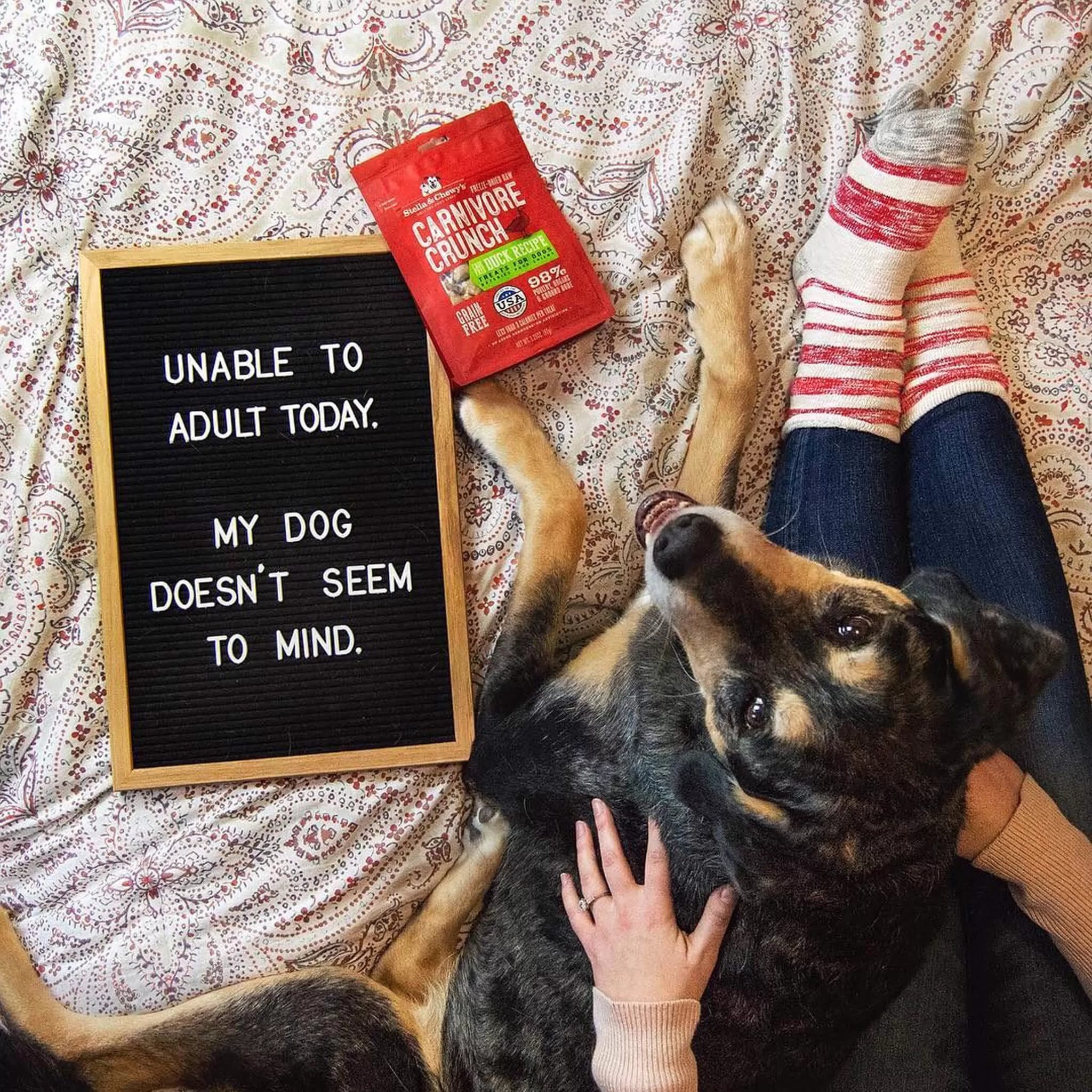 Stella & Chewy's Carnivore Crunch Training Treats 14 Stella & Chewy's Carnivore Crunch Training Treats - Image 12