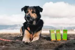 Arthritis And Joint Pain Super Relief Kit -Pet Products arthritis and joint pain super relief kit 63355.1680040552