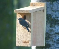 Songbird Essentials SE542 Bluebird View Thru