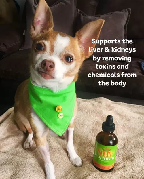 Milk Thistle For Dogs 5 Milk Thistle For Dogs - Image 3