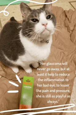 Turmeric For Cats -Pet Products turmeric for cats 93773.1680040763